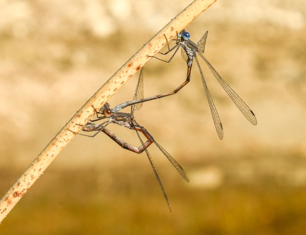 Photo of Lestes congener by Bryan Kelly-McArthur
